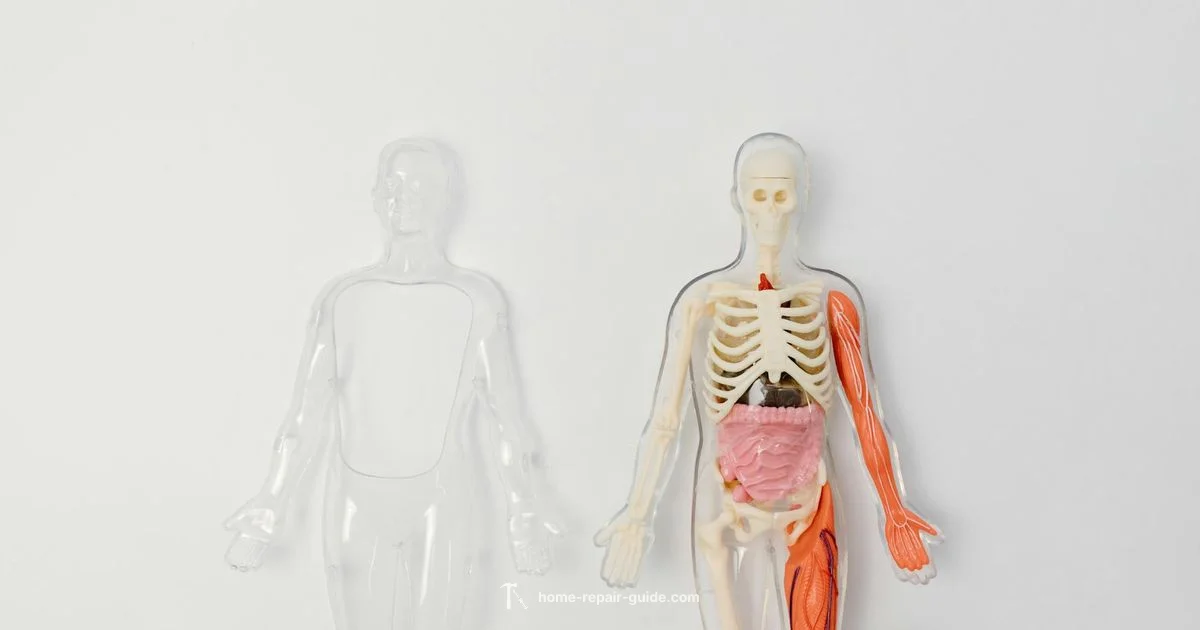 Hiatal Hernia Overview - Home Repair Guide