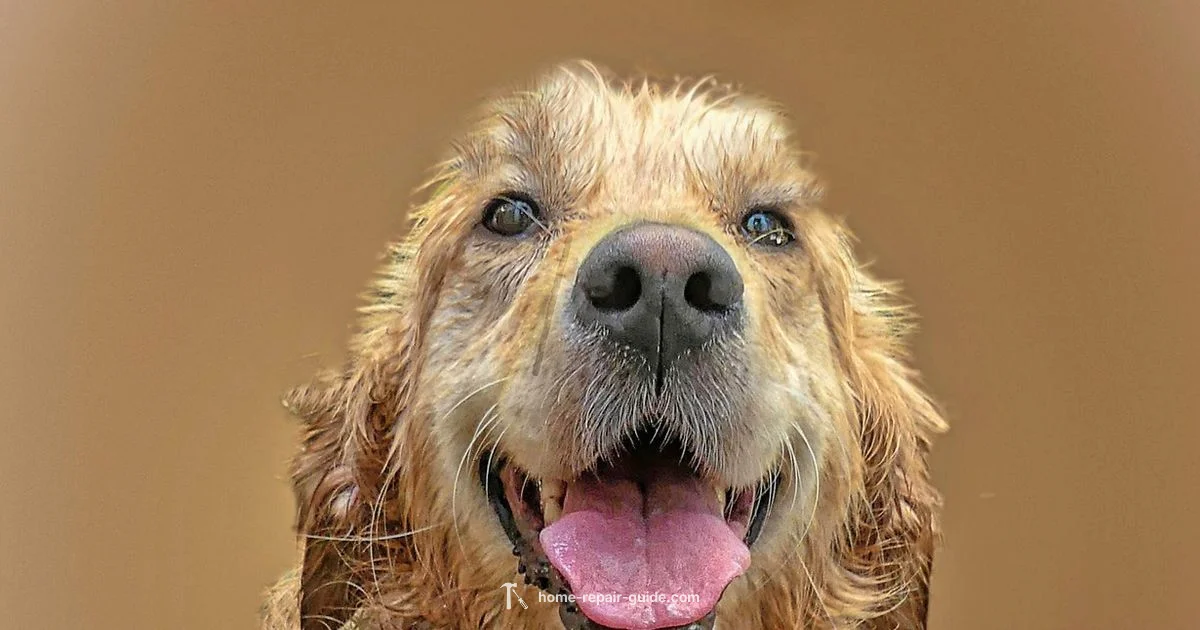 Anxiety Service Dog Anxiety Service Dog - Home Repair Guide