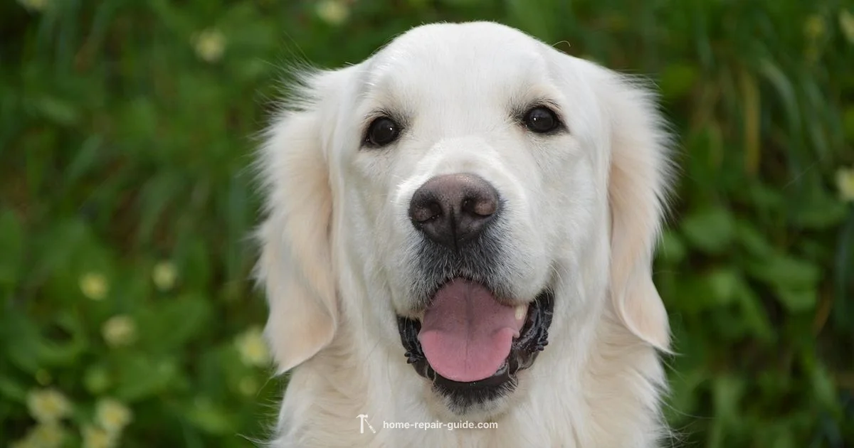 Service Dog Guide - Home Repair Guide