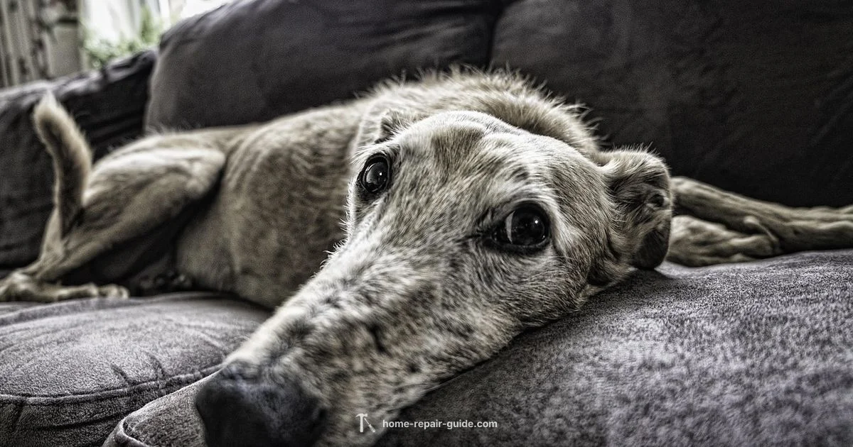 Why Have a Service Dog - Home Repair Guide